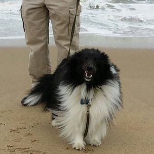 Watson doing his salty dog impression at Virginia Beach