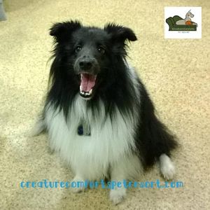Watson during play group at one of his rare stays at the kennel.  He looks to be having a blast!