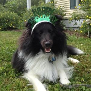 Happy 1st Birthday Watson!