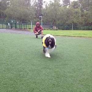 Even Watson gets to go to Disney World!  Fun in the dog park at the kennel.