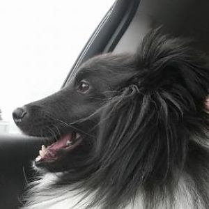 Road trip!  Heading to Bar Harbor.