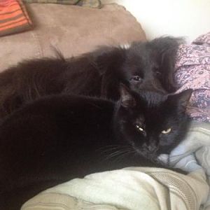 Watson and his feline sister, Pixie.