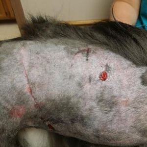 Shot of the back and side bites.  for some reason, the dog's upper left canine did not penetrate and left scratches and abrasions instead.
