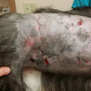 These holes in the abdomen are the ones I found first when I did a cursory check on him after (I truly though i would find him disemboweled).  Bits of