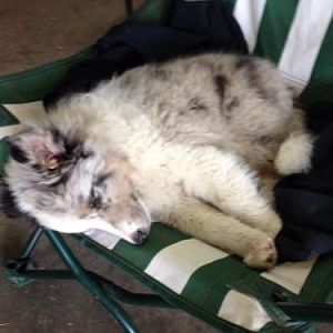 image blue passed out in his chair
