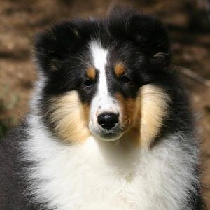 Echo as a puppy