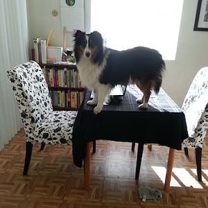 Once a Show Dog, Always a Show Dog