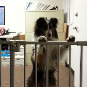 Echo at Work
