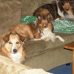 Rudy, Petie and Shanie