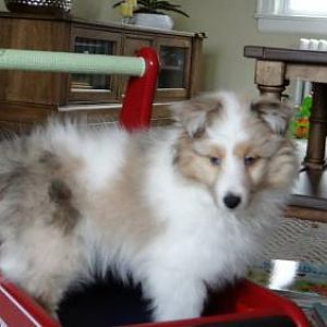 Honey Deux 10 weeks