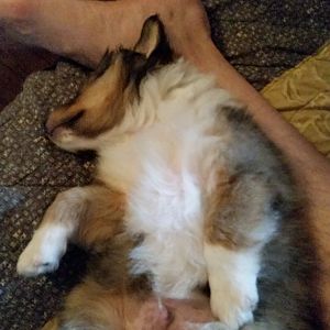 Sleeping Cooper Puppy