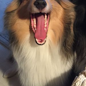 Liam Laugh
