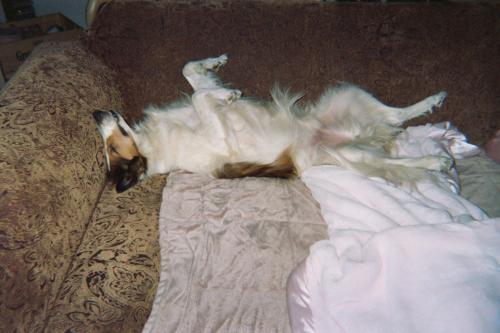 005 2A Chandler always sleeps like this. Cracks me up.