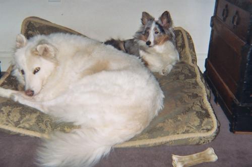 007 4A  Mom why is gypsy on my bed ?