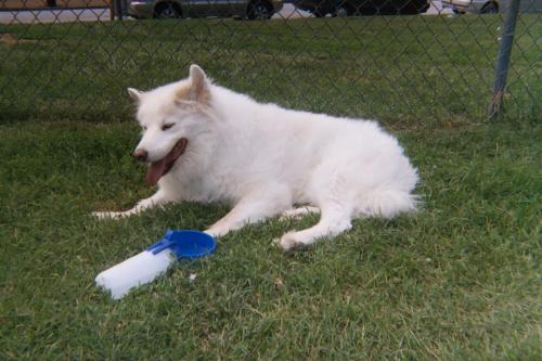 020 17A  Lacey at the park. She loved watching all the dogs playing and would get up to referee if needed.
