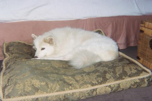029 26A  As you can see her bed was her favorite spot the last year of her life. She no longer could jump up on my bed.
