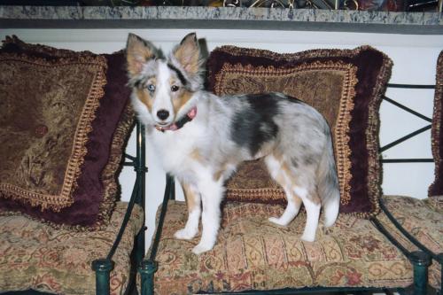 039 36A  Gypsy's baby picture! Look at those ears....