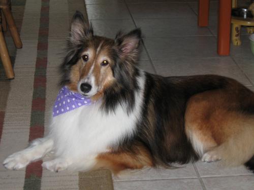 09.03.11 First Grooming - Looking regal!