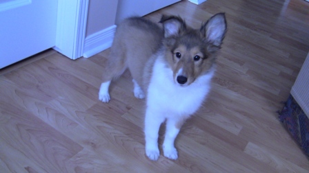 11 weeks