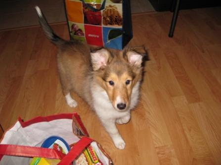 11 weeks