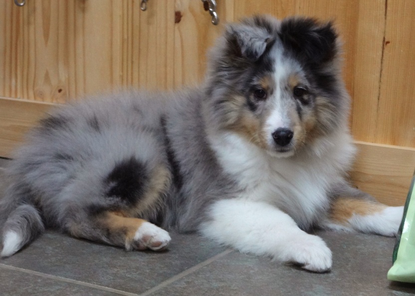 11wks, ear out after his bath. Not too bad alittle heavy maybe