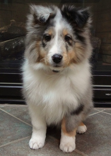 11wks showing off my nice tight sit