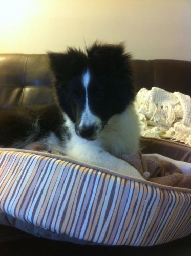 14 weeks

She's trying to lay in the cat's bed... she's almost too big!