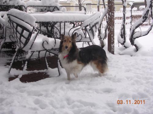 3/11/11 Krisy loves the snow.  She many not be a SHOW dog but she sure is my SNOW dog.