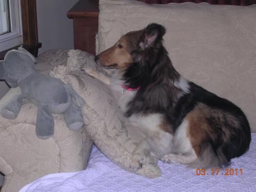 3/17/11 Kristy decides the couch is a pretty cool place to be!...  "who know they made such wonder things..."