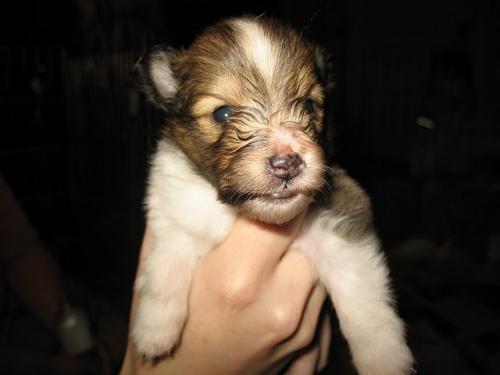3 Weeks Old