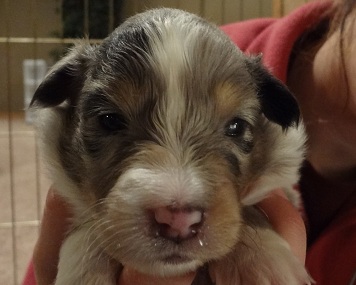 3 weeks