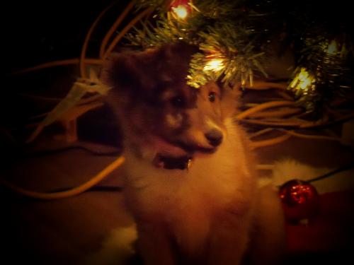 3372 Gus Under the tree!
