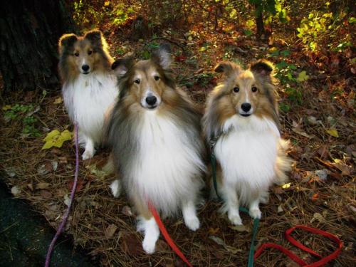 3shelties