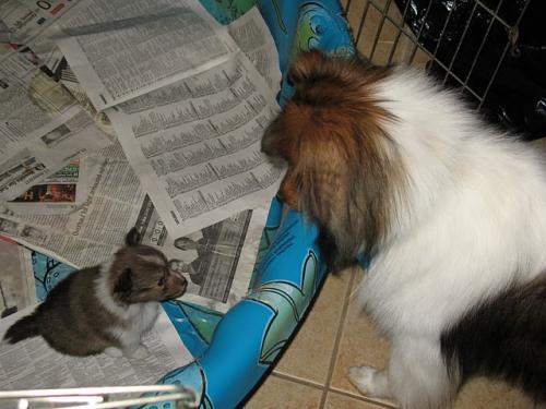 4 Weeks Old

Sadie getting a good look at her little sister.  Little does she know that she'll be coming home with us!