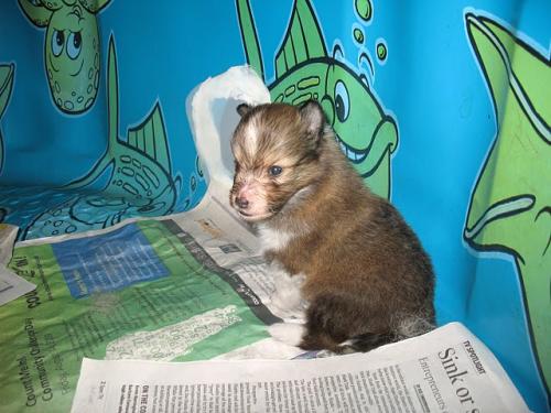 4 Weeks Old