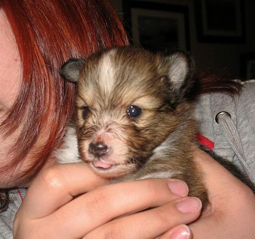4 Weeks Old