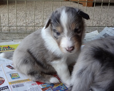 4 weeks