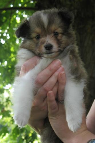 5 1/2 Weeks Old