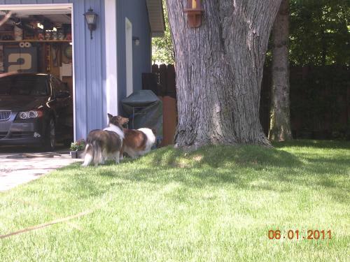 6/1/11 "catching squirrels takes teamwork!!... Pay attention Belle!"