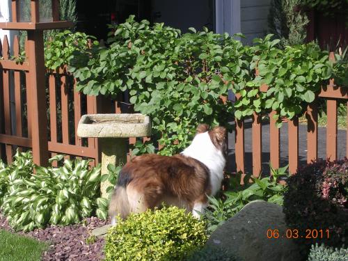 6/3/11 - Belle explores her new fenced yard.