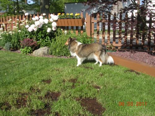 6/3/11 exploring her new back yard.