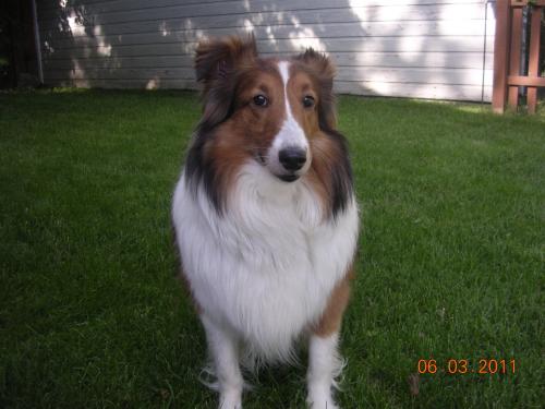 6/3/2011 - Belle. "I think I might like my new back yard".