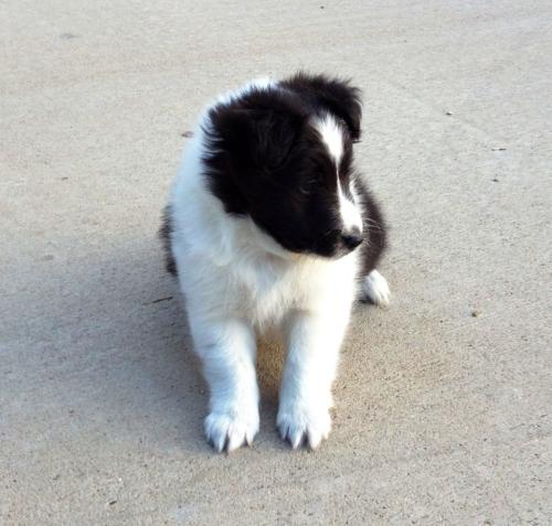 6 weeks