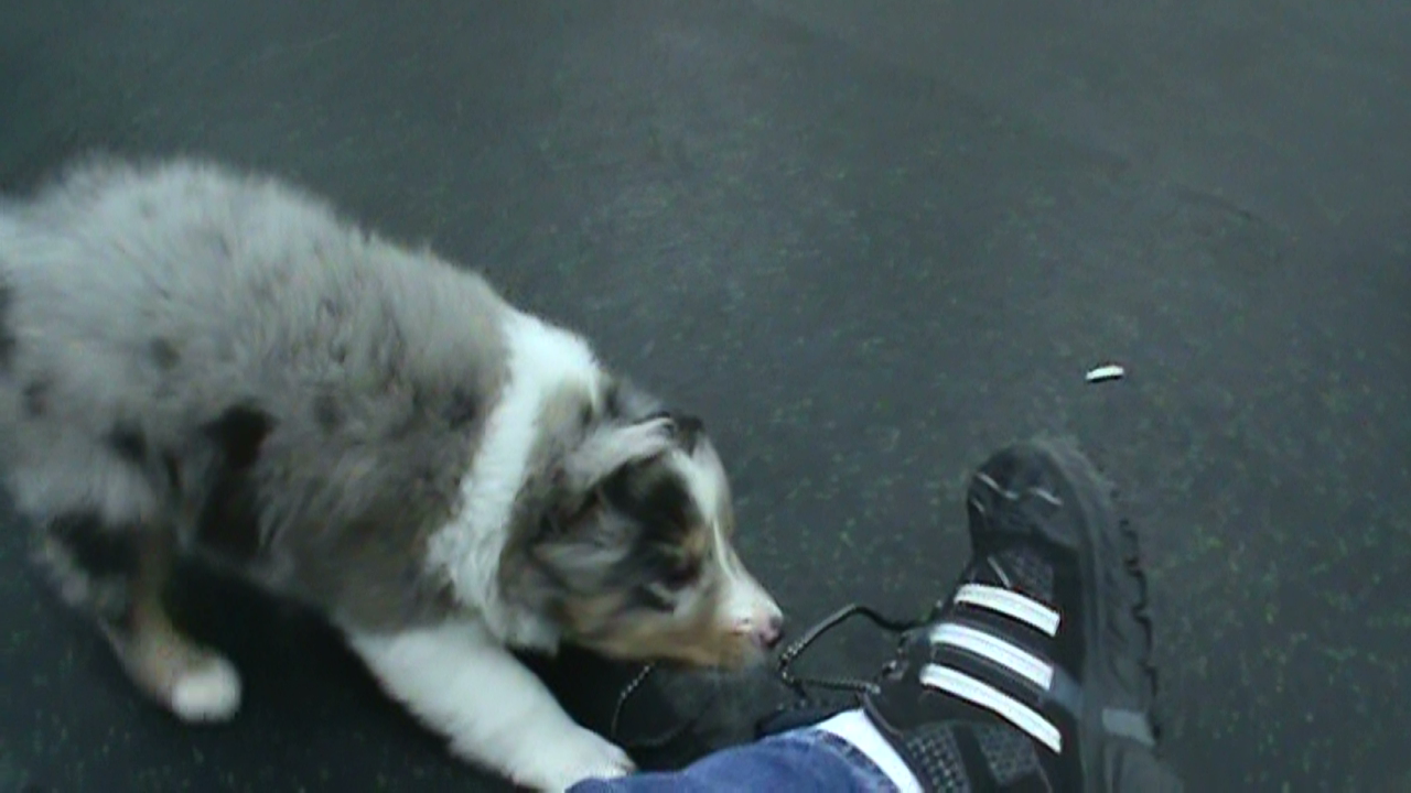 6wks playing with one of his favorite toys.