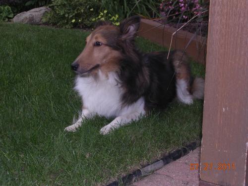 7/27/11 Kristy enjoying a cool summer evening in the grass