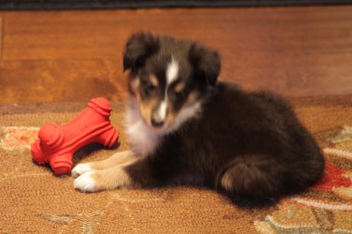 7 weeks old