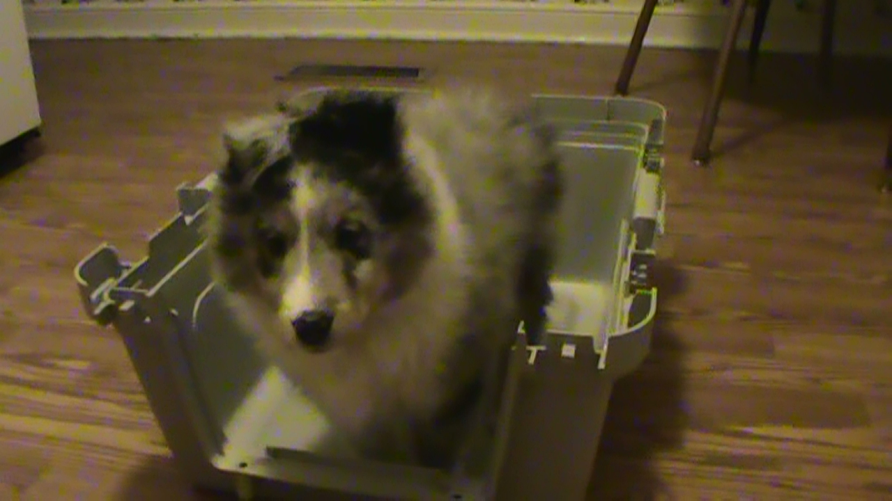 8wks crate training
