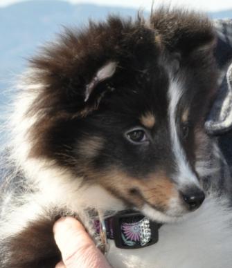 9 weeks old at the beach