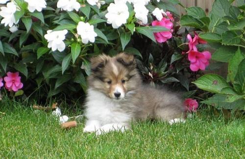 9 Weeks Old