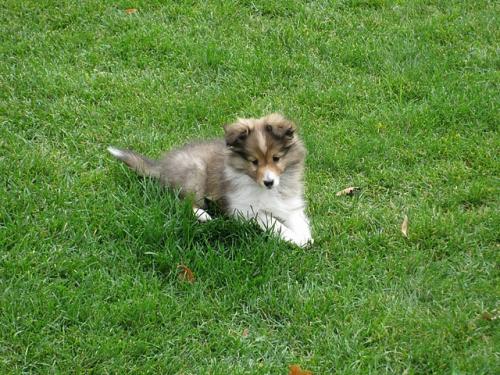 9  Weeks Old